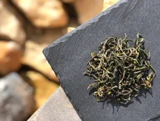 Darjeeling Phuguri first flush ex-01 2026 - detail čajových lístků 1 - raritní čaj