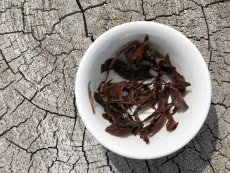Darjeelingy Arya second flush 2026 muscatel - kvalitní sypaný černý čaj z Darjeelingu z letní sklizně 2026 - detail mokrých čajových lístků