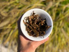 Raw wild pu erh Chiang Rai - kvalitní nezralý sypaný pu erh z divokých čajovníků ze severu Thajska - detail mokrých čajových lístků